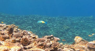 石垣島 ADVENTURE PiPi（イシガキジマアドベンチャーピピ）に投稿された画像（2024/2/16）