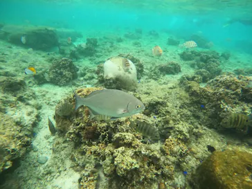 武藤潜水に投稿された画像（2024/2/16）