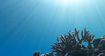 石垣島 ADVENTURE PiPi（イシガキジマアドベンチャーピピ）に投稿された画像（2024/2/16）