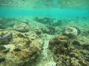 武藤潜水に投稿された画像（2024/2/16）