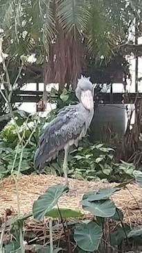 神戸どうぶつ王国に投稿された画像（2024/2/16）