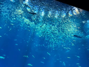 アクアワールド茨城県大洗水族館に投稿された画像（2024/2/16）