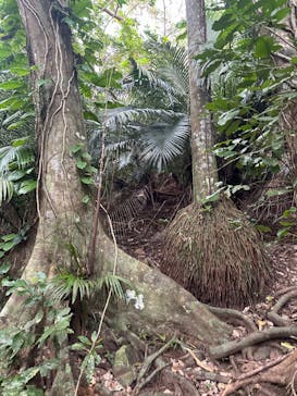 石垣島アドベンチャーフォトツアーKIBOUに投稿された画像（2024/2/16）