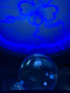 新江ノ島水族館に投稿された画像（2023/7/20）