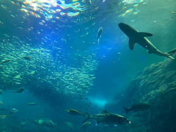 新江ノ島水族館に投稿された画像（2023/7/20）