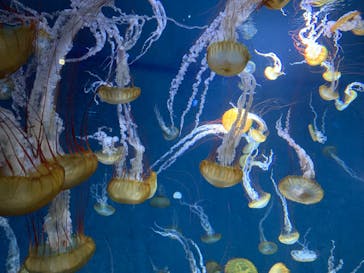 新江ノ島水族館に投稿された画像（2023/7/20）