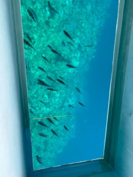 OCEANS/新原海底観光センターに投稿された画像（2024/2/16）