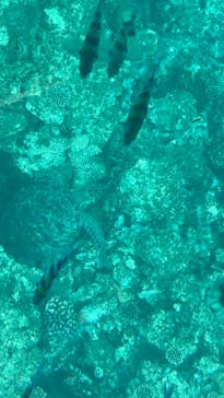 OCEANS/新原海底観光センターに投稿された画像（2024/2/16）