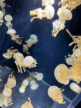 マクセル アクアパーク品川に投稿された画像（2024/2/16）