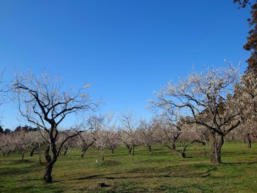 偕楽園本園に投稿された画像（2024/2/16）