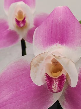 世界らん展2026-花と緑の祭典-に投稿された画像（2024/2/16）