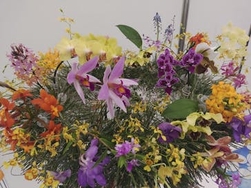 世界らん展2026-花と緑の祭典-に投稿された画像（2024/2/16）