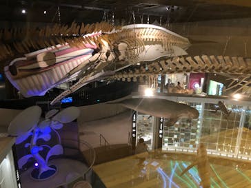 国立科学博物館に投稿された画像（2024/2/16）