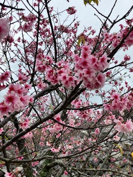 今帰仁城跡に投稿された画像（2024/2/16）