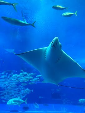 沖縄美ら海水族館に投稿された画像（2024/2/16）