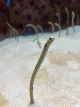 沖縄美ら海水族館に投稿された画像（2024/2/16）