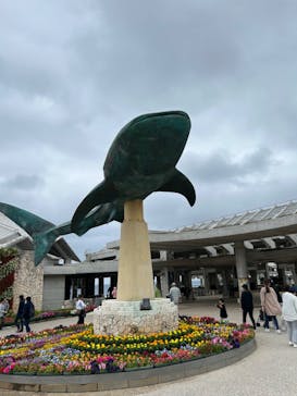 沖縄美ら海水族館に投稿された画像（2024/2/16）