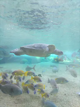 横浜・八景島シーパラダイスに投稿された画像（2024/2/16）