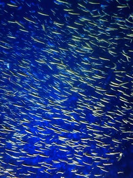 大分マリーンパレス水族館 「うみたまご」に投稿された画像（2024/2/17）