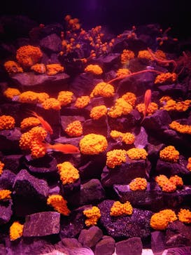 大分マリーンパレス水族館 「うみたまご」に投稿された画像（2024/2/17）