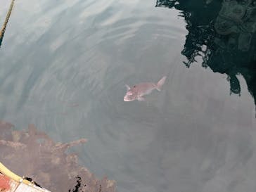 うみたま体験パーク 「つくみイルカ島」に投稿された画像（2024/2/17）