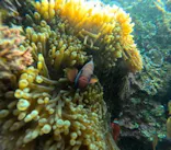 沖縄マリンサービス碧に投稿された画像（2024/2/17）