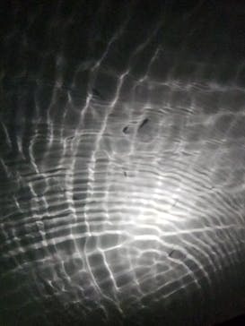 NIFREL（ニフレル）に投稿された画像（2024/2/17）