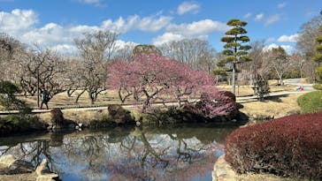 偕楽園本園に投稿された画像（2024/2/17）
