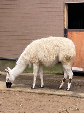 伊豆シャボテン動物公園に投稿された画像（2024/2/17）