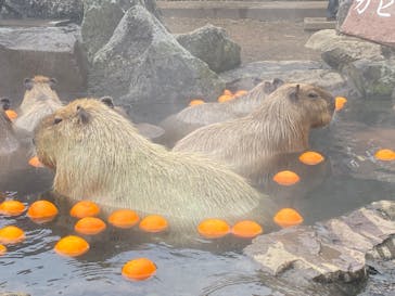 伊豆シャボテン動物公園に投稿された画像（2024/2/17）