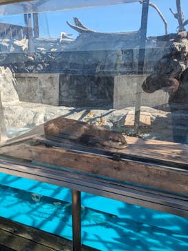 大分マリーンパレス水族館 「うみたまご」に投稿された画像（2024/2/17）