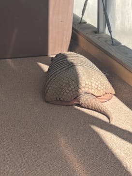 大分マリーンパレス水族館 「うみたまご」に投稿された画像（2024/2/17）