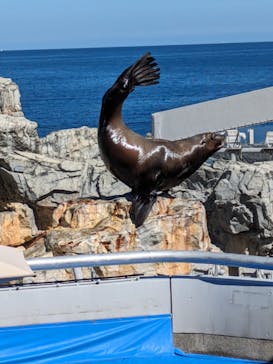 大分マリーンパレス水族館 「うみたまご」に投稿された画像（2024/2/17）