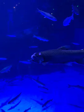 横浜・八景島シーパラダイスに投稿された画像（2024/2/17）