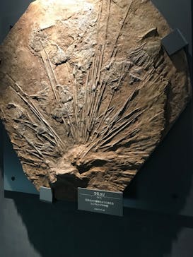 福井県立恐竜博物館に投稿された画像（2024/2/17）