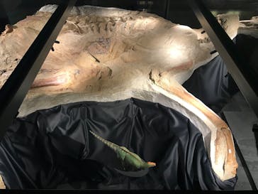 福井県立恐竜博物館に投稿された画像（2024/2/17）