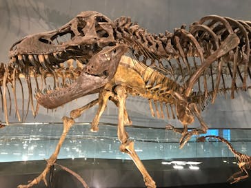 福井県立恐竜博物館に投稿された画像（2024/2/17）