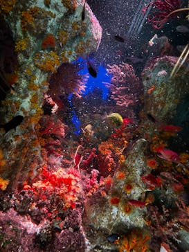 サンシャイン水族館に投稿された画像（2024/2/17）