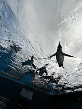 サンシャイン水族館に投稿された画像（2024/2/17）