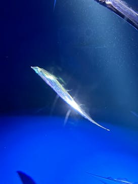 サンシャイン水族館に投稿された画像（2024/2/17）