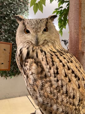 Moff animal cafe イオンモール幕張新都心店に投稿された画像（2024/2/17）