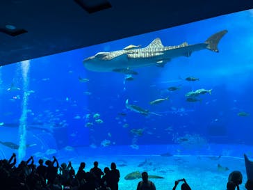 沖縄美ら海水族館に投稿された画像（2024/2/17）