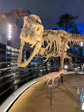 福井県立恐竜博物館に投稿された画像（2024/2/17）