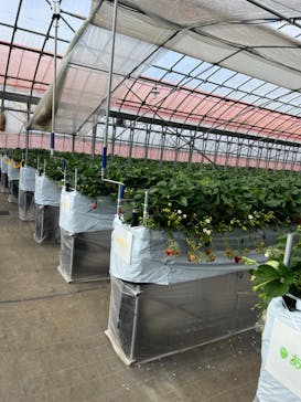 Strawberry Farm シャインベリーに投稿された画像（2024/2/17）
