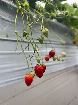 Strawberry Farm シャインベリーに投稿された画像（2024/2/17）