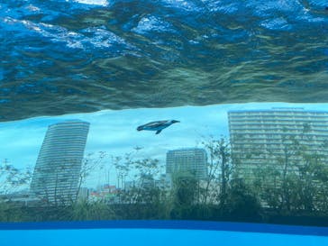 サンシャイン水族館に投稿された画像（2024/2/17）
