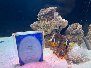 マクセル アクアパーク品川に投稿された画像（2024/2/17）