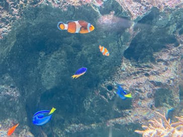 マクセル アクアパーク品川に投稿された画像（2024/2/17）