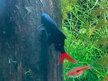 マクセル アクアパーク品川に投稿された画像（2024/2/17）