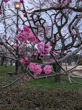 偕楽園本園に投稿された画像（2024/2/17）